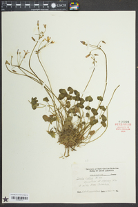 Oxalis articulata image