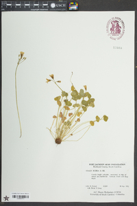 Oxalis rubra image