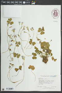 Oxalis rubra image