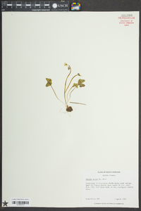 Oxalis rubra image