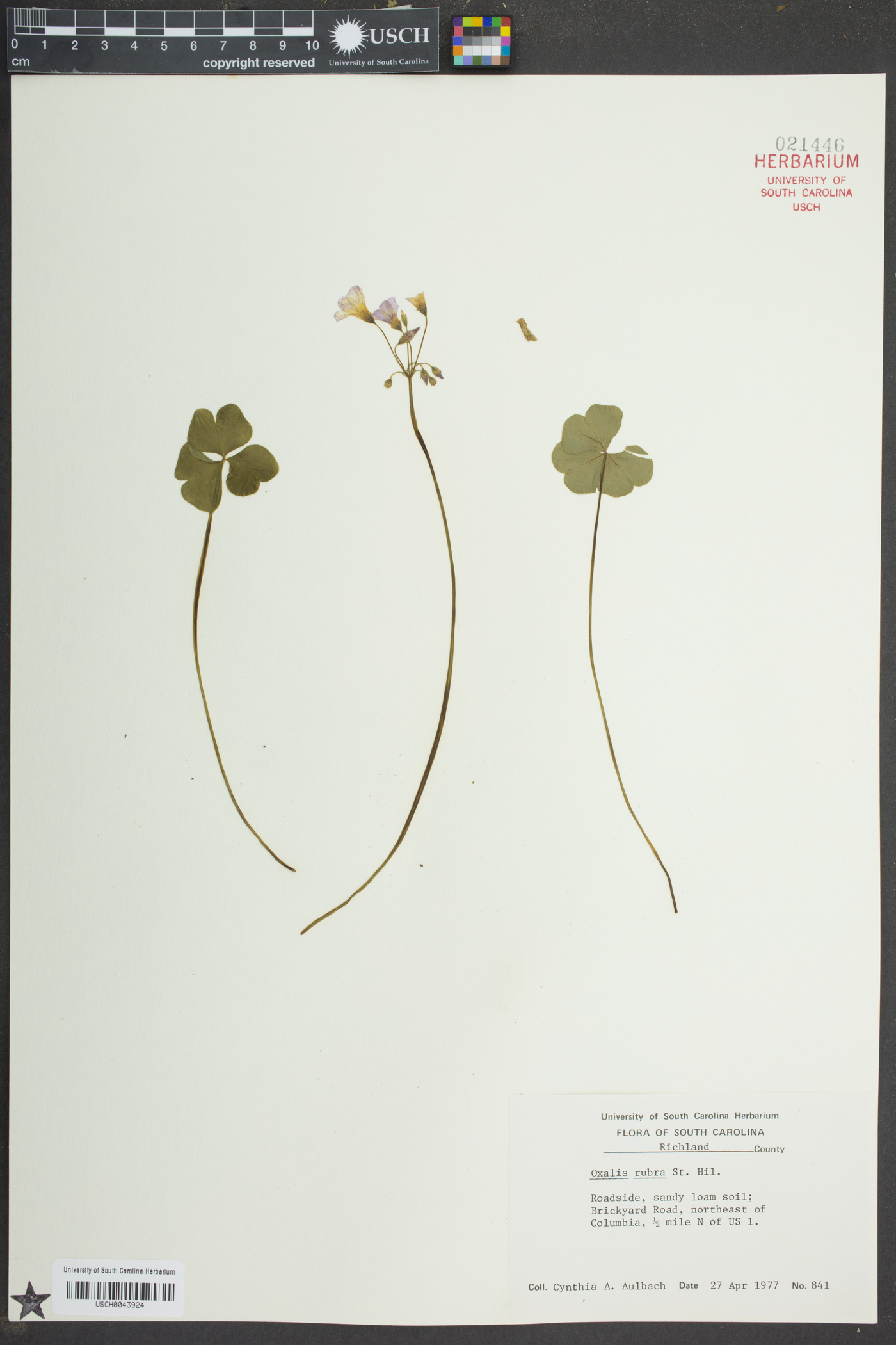 Oxalis rubra image