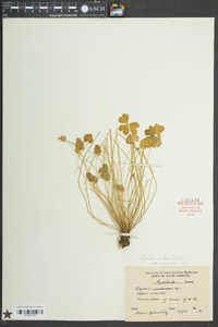 Oxalis rubra image