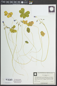 Oxalis debilis image