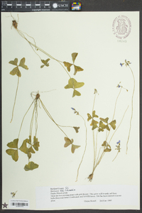 Oxalis rubra image