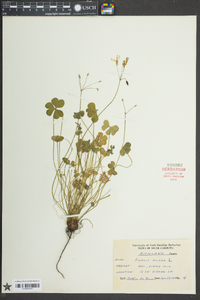 Oxalis rubra image