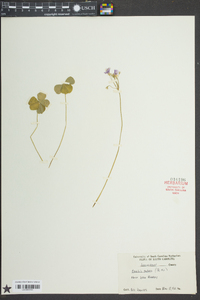 Oxalis rubra image