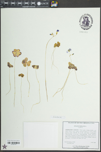 Oxalis violacea image