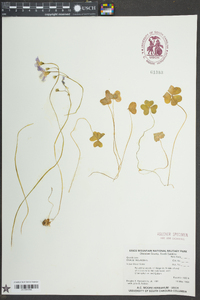 Oxalis violacea image