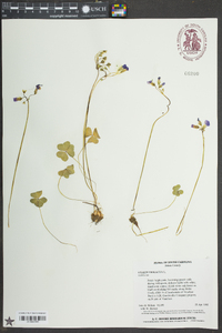 Oxalis violacea image