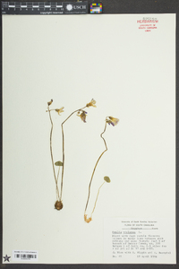 Oxalis violacea image