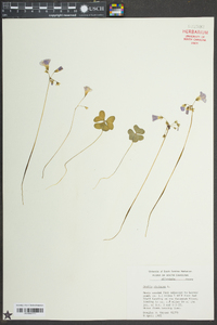 Oxalis violacea image