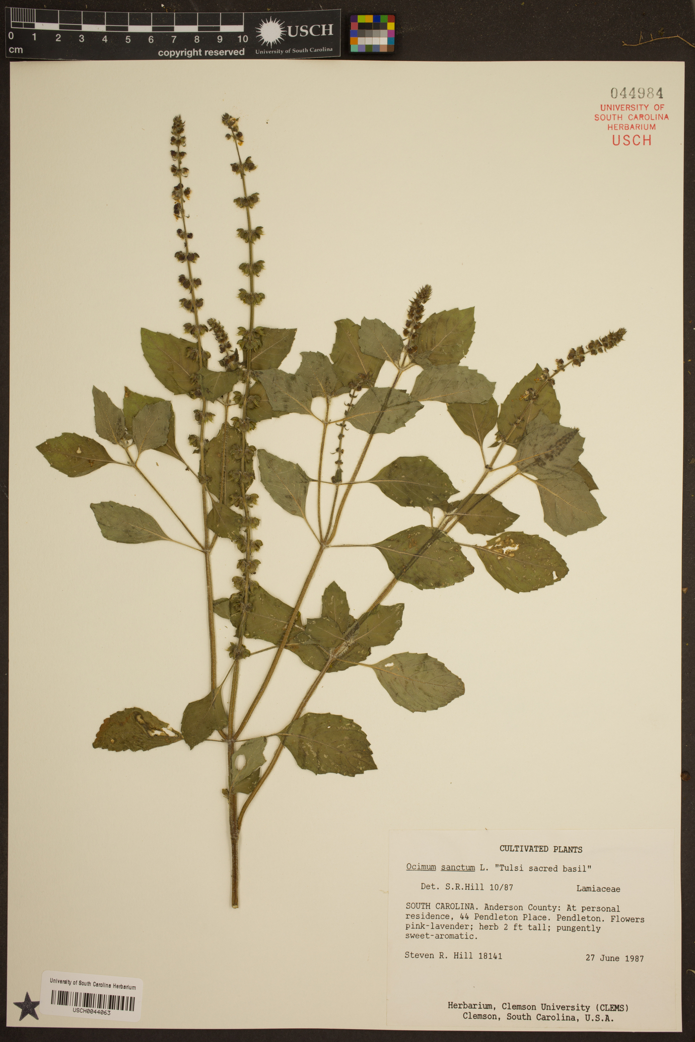 Ocimum sanctum image
