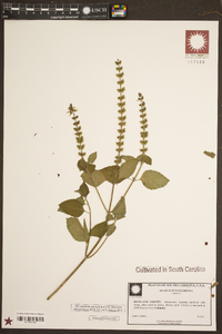 Ocimum tenuiflorum image