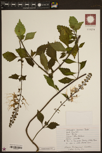 Clerodendranthus spicatus image