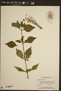 Clerodendranthus spicatus image