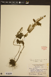 Perilla frutescens image