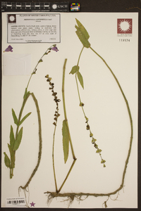 Physostegia leptophylla image