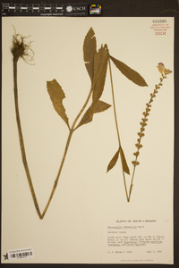 Physostegia leptophylla image