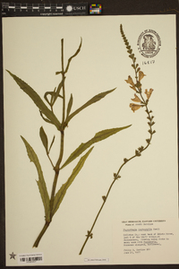 Physostegia leptophylla image