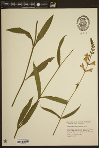 Physostegia leptophylla image