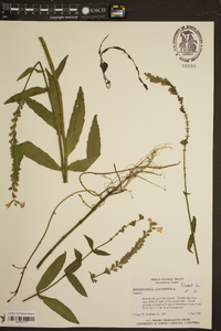 Physostegia leptophylla image