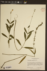 Physostegia leptophylla image