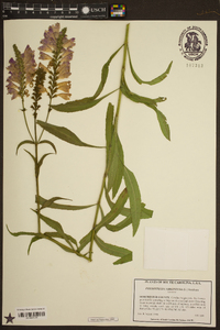 Physostegia virginiana image