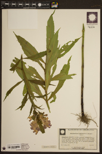 Physostegia virginiana image