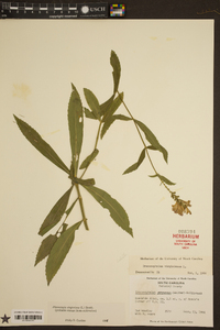 Physostegia virginiana image