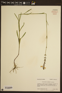 Physostegia godfreyi image