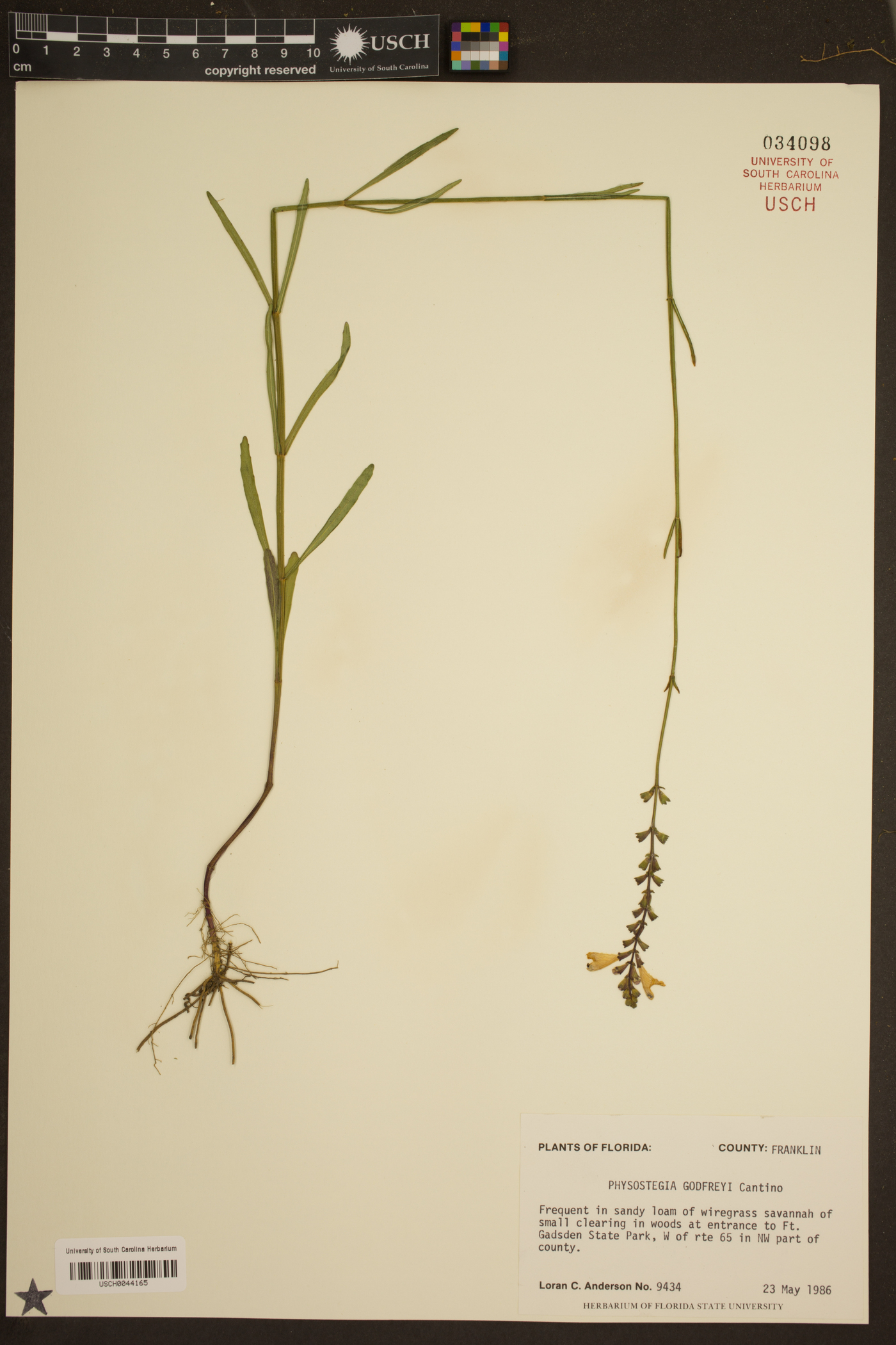 Physostegia godfreyi image