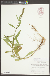 Physostegia virginiana image