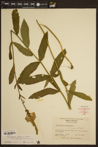 Physostegia virginiana subsp. praemorsa image