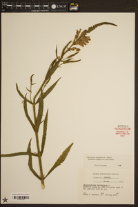 Physostegia virginiana image