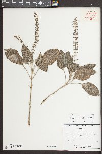 Plectranthus argentatus image