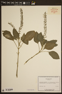 Plectranthus argentatus image