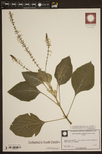 Plectranthus argentatus image