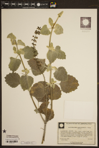 Plectranthus argentatus image