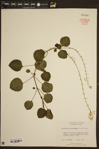 Plectranthus oertendahlii image