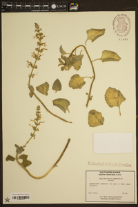 Plectranthus amboinicus image