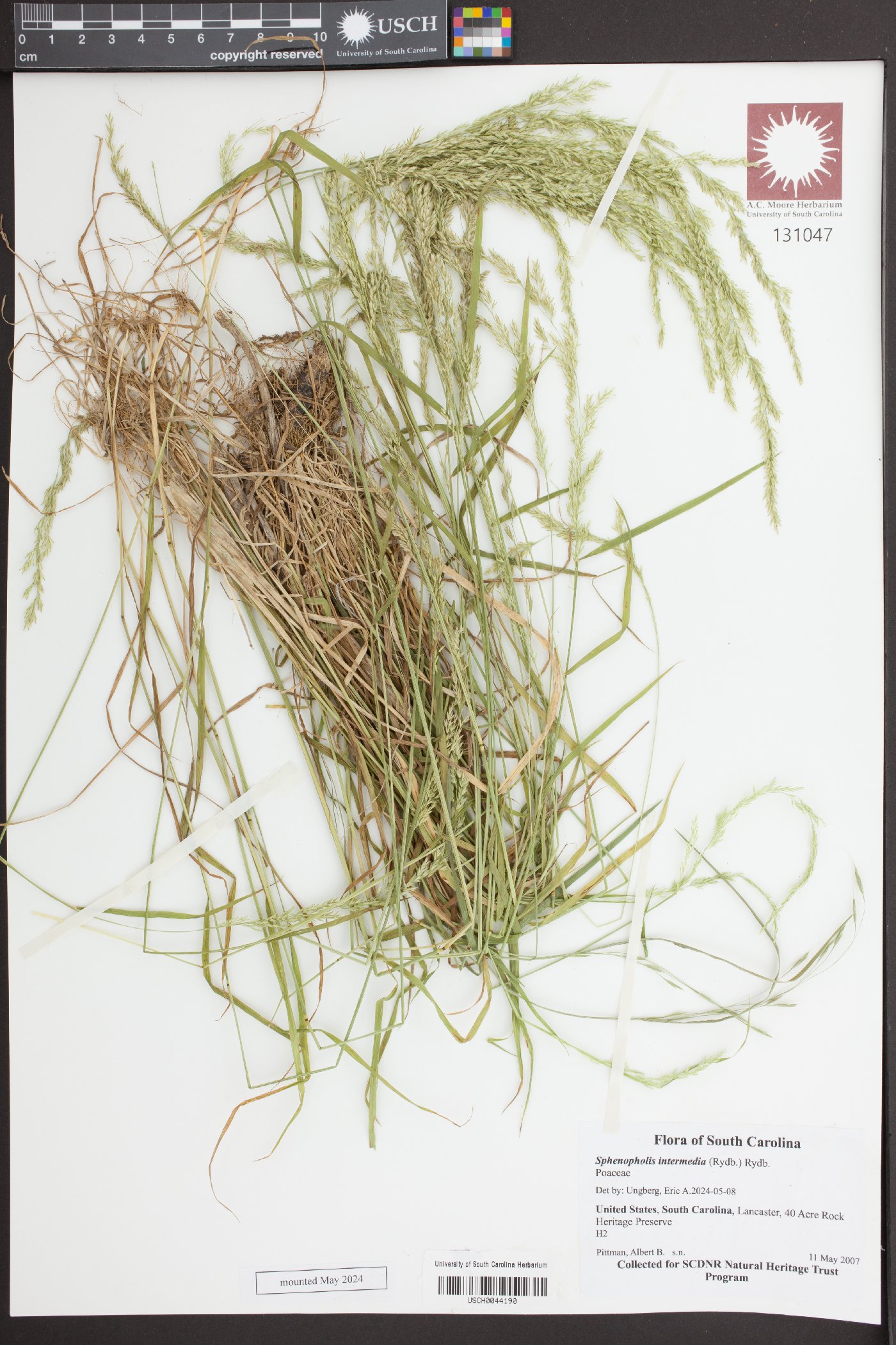 Solenostemon scutellarioides image