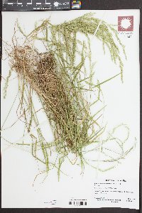 Solenostemon scutellarioides image