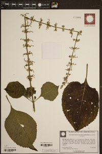 Solenostemon scutellarioides image