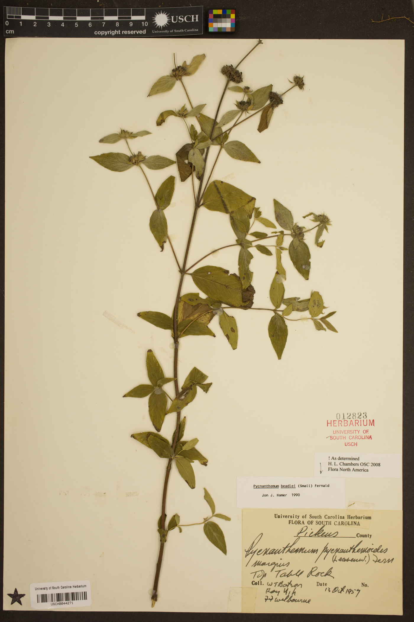 Pycnanthemum beadlei image