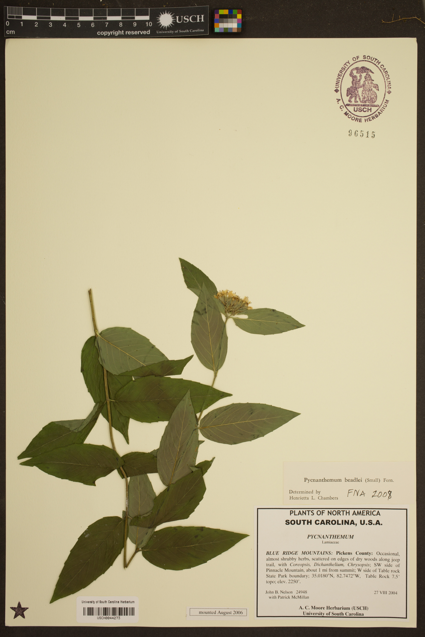 Pycnanthemum beadlei image