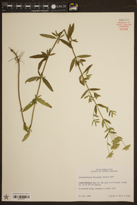 Pycnanthemum flexuosum image