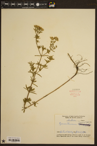 Pycnanthemum flexuosum image