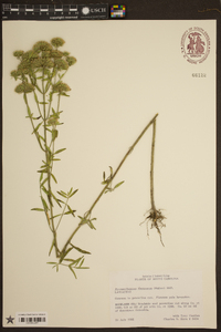 Pycnanthemum flexuosum image