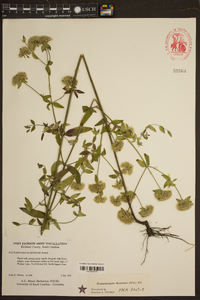 Pycnanthemum pycnanthemoides image