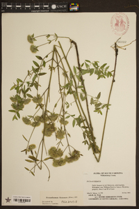 Pycnanthemum flexuosum image